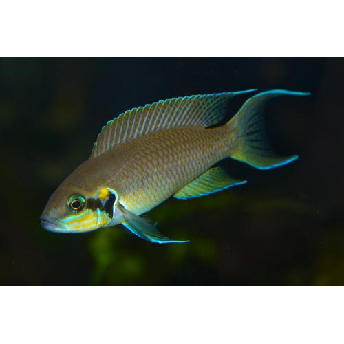 Neolamprologus brichardi - Pestřenec brichardi 4-5cm