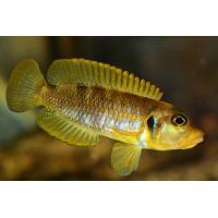 Lamprologus ocellatus Gold - Psstřenec šnečí zlatý 3-3,5cm