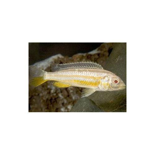 Melanochromis auratus albino - Tlamovec pestrý albín 4-5cm