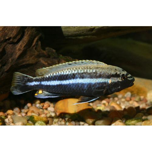 Melanochromis auratus - Tlamovec pestrý 4-5cm