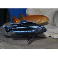 Melanochromis johannii - Tlamovec Johannův 4-5cm