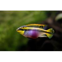 Pelvicachromis pulcher - Pestřenec červený 5-6cm