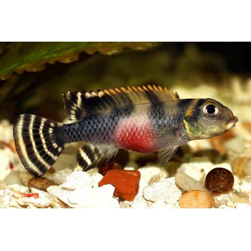 Nanochromis transvestitus - Cichlidka klamavá 4cm