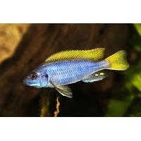 Pseudotropheus sp. Acei 4-5cm