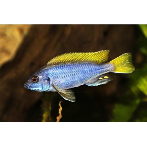 Pseudotropheus sp. Acei 4-5cm