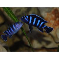 Pseudotropheus demasoni 4cm