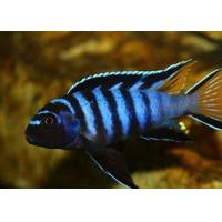 Pseudotropheus sp. Elongatus 4-5cm