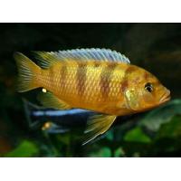 Pseudotropheus lombardoi - Tlamovec lombardův 4-5cm