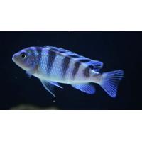 Pseudotropheus lombardoi - Tlamovec lombardův 4-5cm