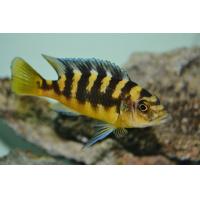 Pseudotropheus crabro - Tlamovec crabro 4-5cm