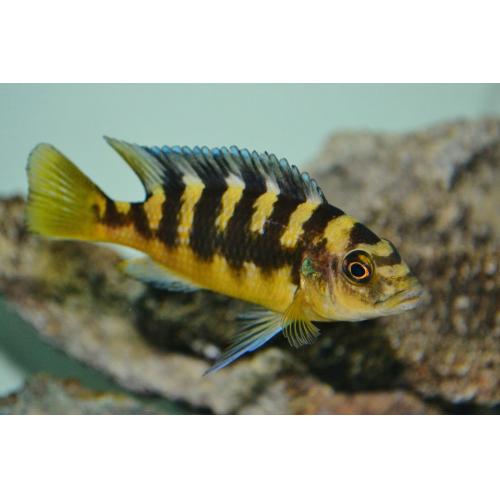 Pseudotropheus crabro - Tlamovec crabro 4-5cm