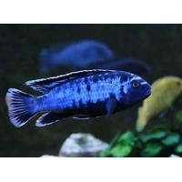 Pseudotropheus saulosi Coral 4cm