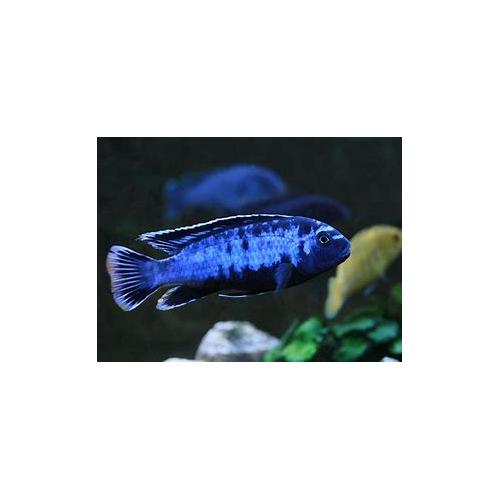 Pseudotropheus saulosi Coral 4cm