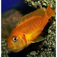 Pseudotropheus saulosi Coral 4cm