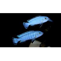 Pseudotropheus socolofi - Tlamovec socolofův 4-5cm