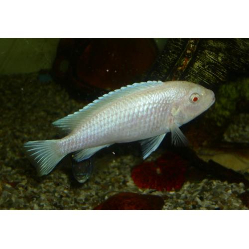 Pseudotropheus socolofi Albino - Tlamovec socolofův albín 4-5cm