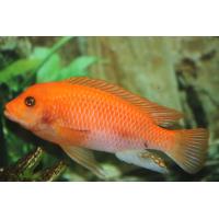 Maylandia zebra - Tlamovec červeno/červený 4-5cm