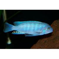 Maylandia zebra - Tlamovec červeno/modrý 4-5cm