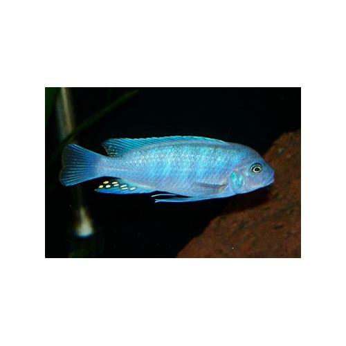 Maylandia zebra - Tlamovec červeno/modrý 4-5cm