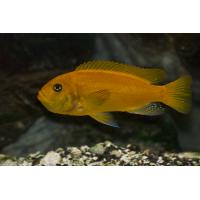 Maylandia zebra - Tlamovec červeno/modrý 4-5cm