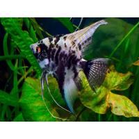 Pterophyllum scalare marble - Skalára mramorová 4cm