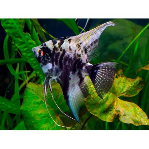 Pterophyllum scalare marble - Skalára mramorová 4cm