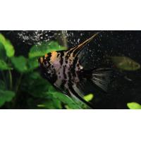 Pterophyllum scalare marble - Skalára mramorová 4cm