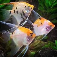 Pterophyllum scalare koi diamant - Skalára koi diamant 4cm