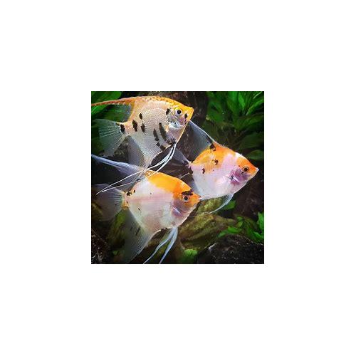 Pterophyllum scalare koi diamant - Skalára koi diamant 4cm