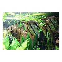 Pterophyllum scalare - Skalára XXL