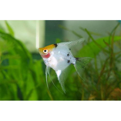 Pterophyllum scalare koi - Skalára koi 4cm
