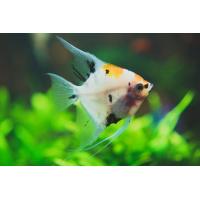 Pterophyllum scalare koi - Skalára koi 4cm