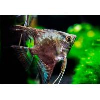 Pterophyllum scalare californ - Skalára kalifornská 4cm