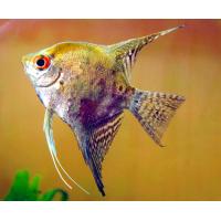 Pterophyllum scalare californ - Skalára kalifornská 4cm