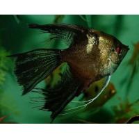 Pterophyllum scalare californ long - Skalára kalifornská závoj 4 cm