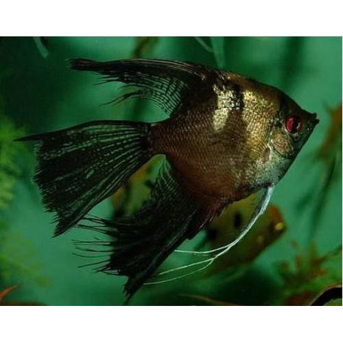 Pterophyllum scalare californ long - Skalára kalifornská závoj 4 cm