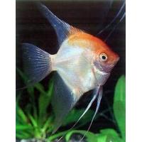 Pterophyllum scalare Rot - Skalára červená 4cm