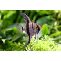 Pterophyllum scalare - Skalára amazonská 4cm