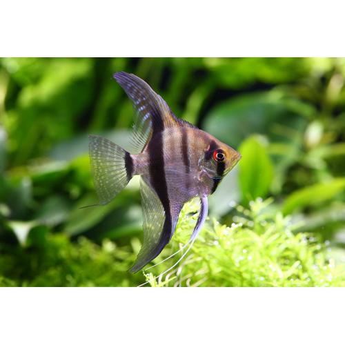 Pterophyllum scalare - Skalára amazonská 4cm