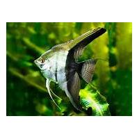 Pterophyllum scalare bicolor - Skalára bicolor 4cm