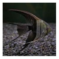 Pterophyllum scalare bicolor long - Skalára bicolor závoj 4cm