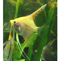 Pterophyllum scalare gold - Skalára zlatá 4cm