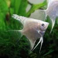 Pterophyllum scalare platinum silver - Skalára stříbrná 4cm