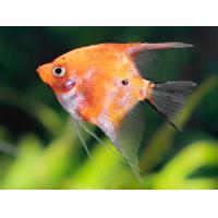 Pterophyllum scalare Rot Devil - Skalára 4cm