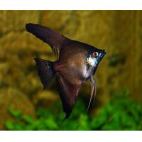 Pterophyllum scalare black - Skalára černá 4cm