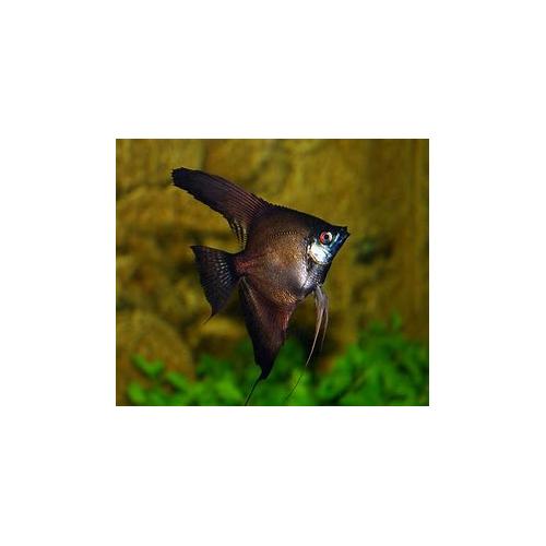 Pterophyllum scalare black - Skalára černá 4cm