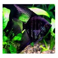 Pterophyllum scalare zebra smoke - Skalára zebra kouřová 4cm