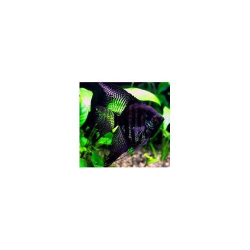 Pterophyllum scalare zebra smoke - Skalára zebra kouřová 4cm