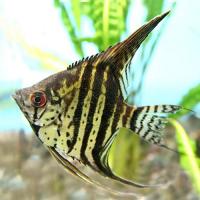 Pterophyllum scalare zebra - Skalára zebra 4cm