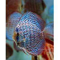 Symphysodon aequifasciatus - Terčovec tyrkysový 6-7cm